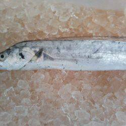 阿南市の椿泊でタチウオとシオと小アジ